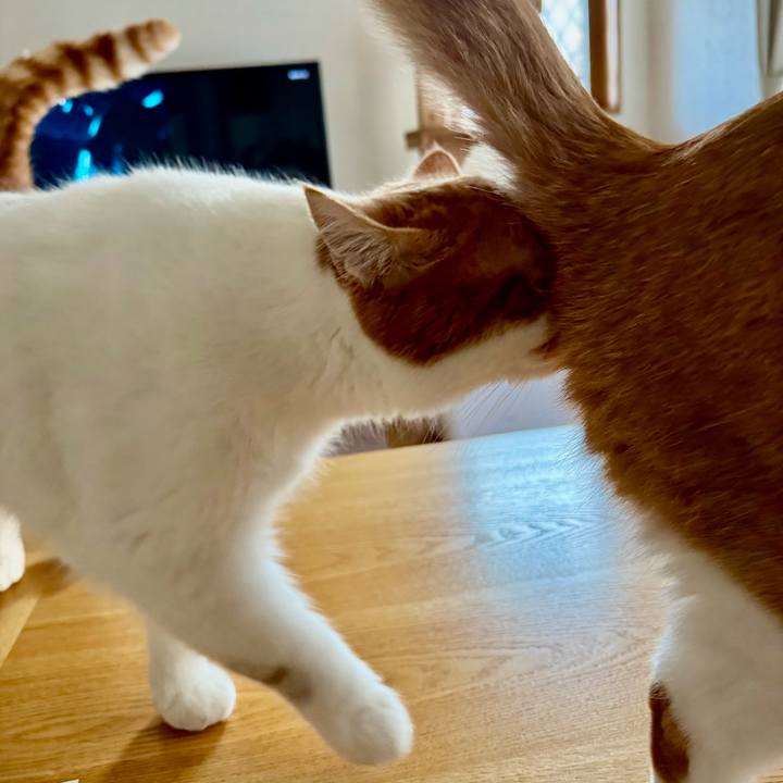 Ec115549 2133 4a3c 92f2 4506dac0a2d3 1771467501419