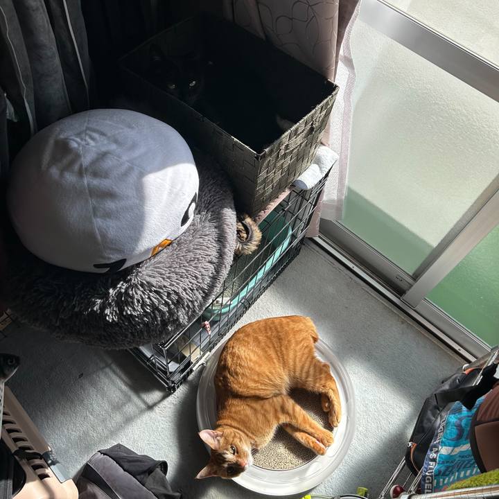 Ec15550d 9830 441f a78e a832b401cf66 1698578081241