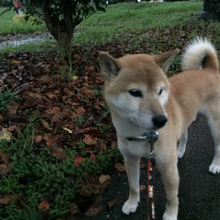 Ec160438 a25b 4422 9c9b e9cc3f64e5ab 1507884210389