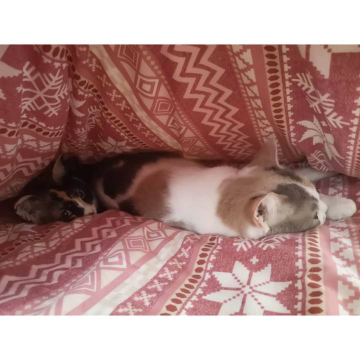 Ec188511 0697 4aae a419 7cd8cbddbd6e 1616474208207