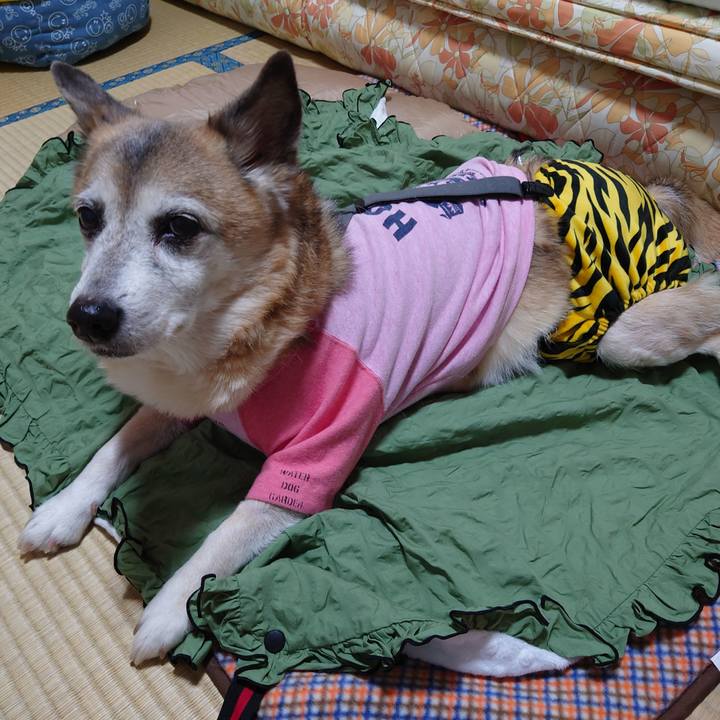 Ec20c386 cc95 43f1 ab56 0300e36877b7 1677679511808