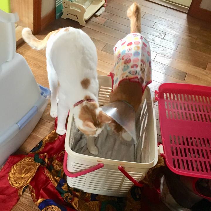 Ec217a29 bc57 42bf 86a7 0104aa3a04e2 1509771480038