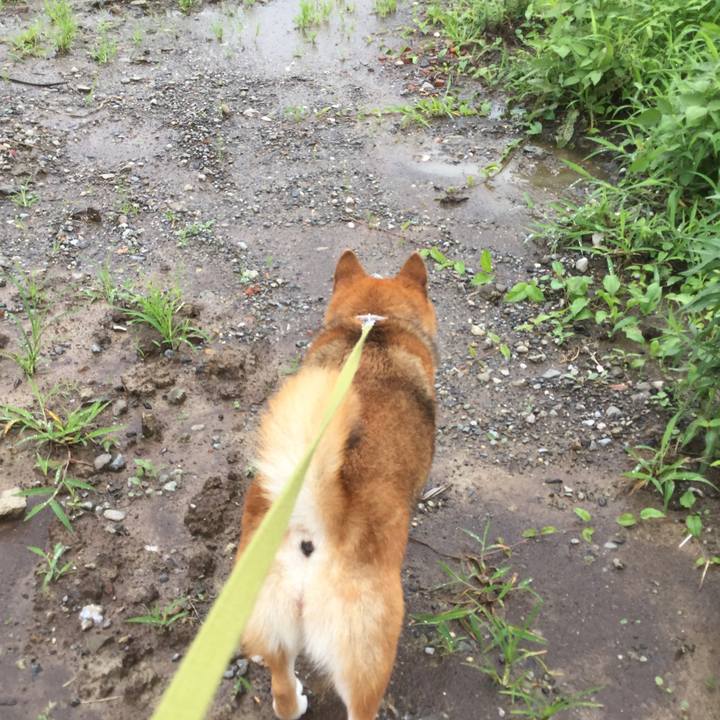 Ec218c9e 7e93 4e1f a1e1 465306005aa2 1595645186304