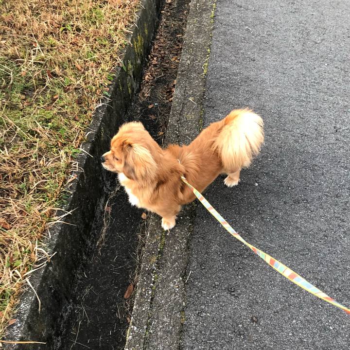 Ec285ada 5b5b 454a ae9b 8a6181c34804 1512167353554