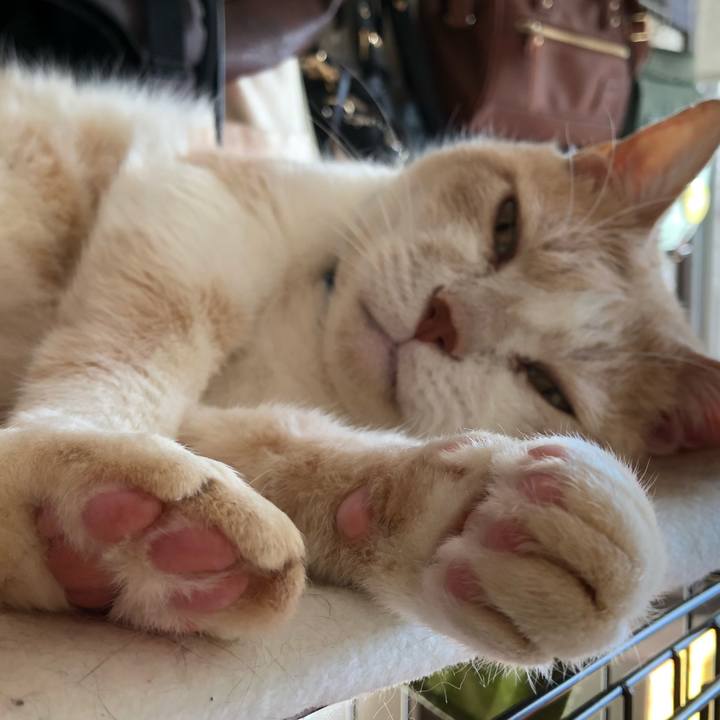 Ec2be4f6 a65f 4ce1 945b bf974eae513c 1545700840016