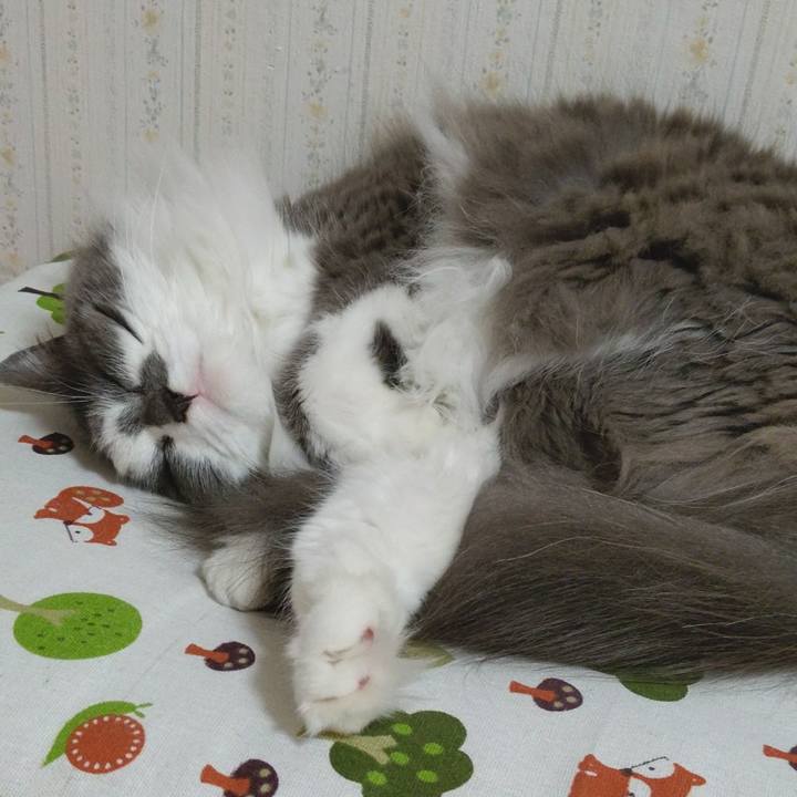 Ec2d68db ca26 4f2d a3fa bee2182d371d 1621713971371