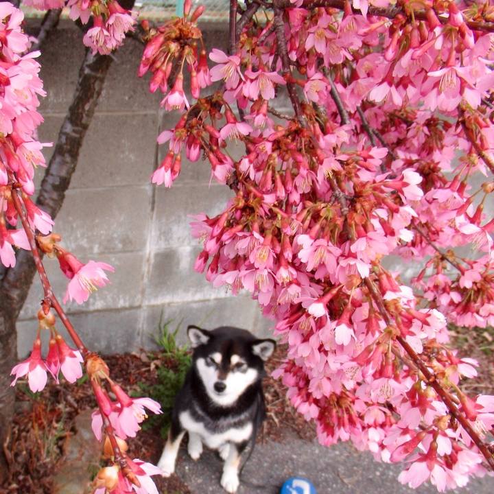 Ec2dee89 d1f3 473c be58 3b4e9f0a8c9e 1553994692073