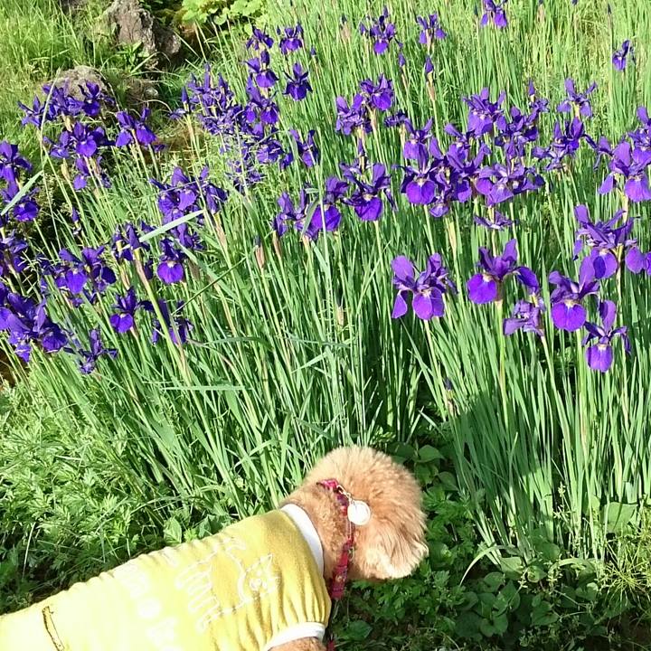 Ec2ea7ea be62 4b56 89d7 0b2d1b129aac 1526444190381