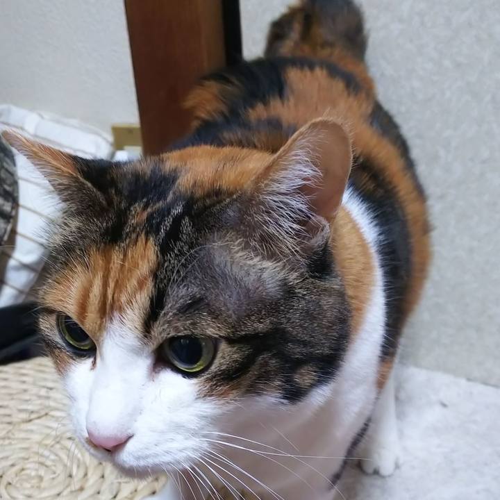 Ec2f60a6 6b34 4b6e 8661 a0c57ffd46d6 1575162599617