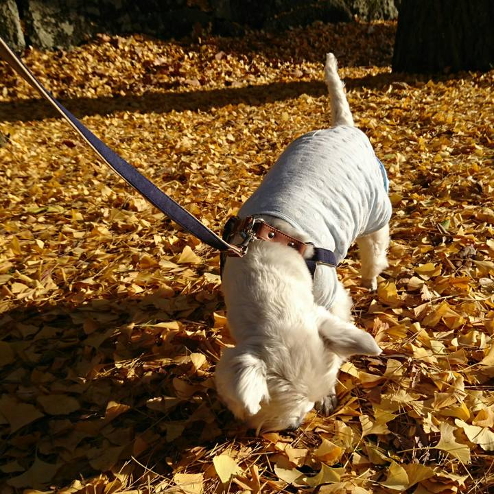 Ec31f95a 7c4d 461c 8939 c7ae744b5a4b 1510028879450