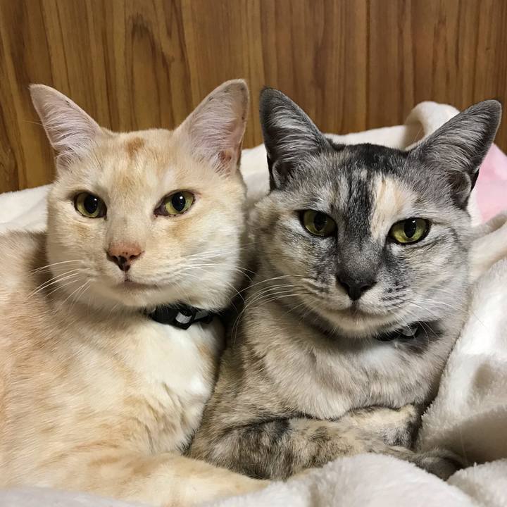 Ec32e302 075b 466c 89de 8cb79d60352c 1543828375677