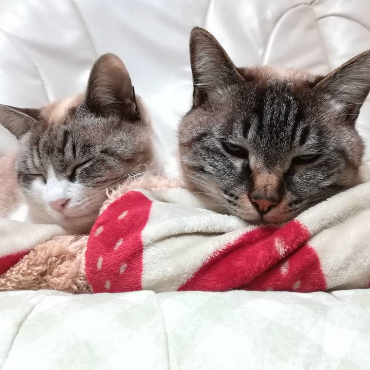 Ec33bc4e 05dc 489d 9fb2 36b68b14a99c 1581264781645