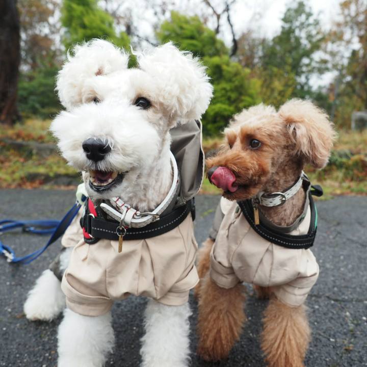 Ec3447bc 6d50 4b48 bf88 883768f6af2a 1511151320604