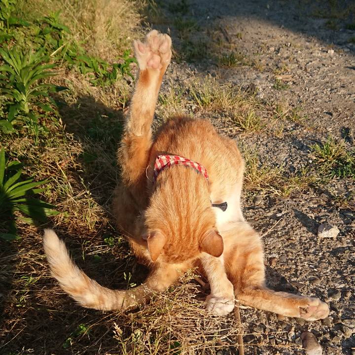 Ec3b39b6 8375 4946 a30c 0a3d0960c949 1560458034502