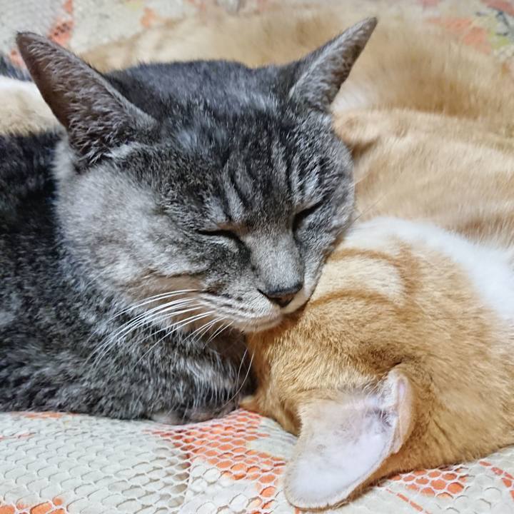 Ec3d0d2e 50d4 469c a5ca 6be3fad23e3d 1574254039544