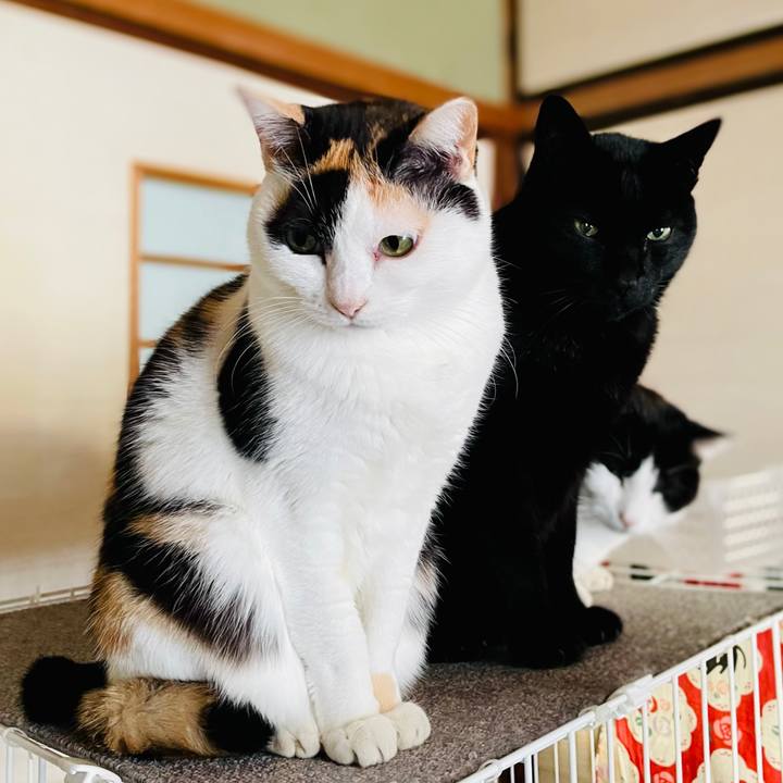 Ec40ccc3 e5d4 4c03 bbc4 f025d532aec3 1610678001134