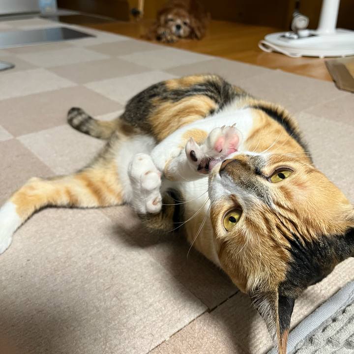 Ec4117fe 8164 40ca 8cee dcb9fb6b7479 1750717276026