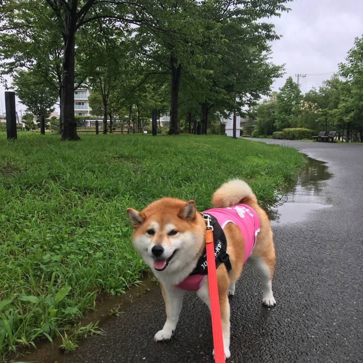 Ec41f8bc e15b 48c2 aa9e bceea8f1a4a9 1595047418749