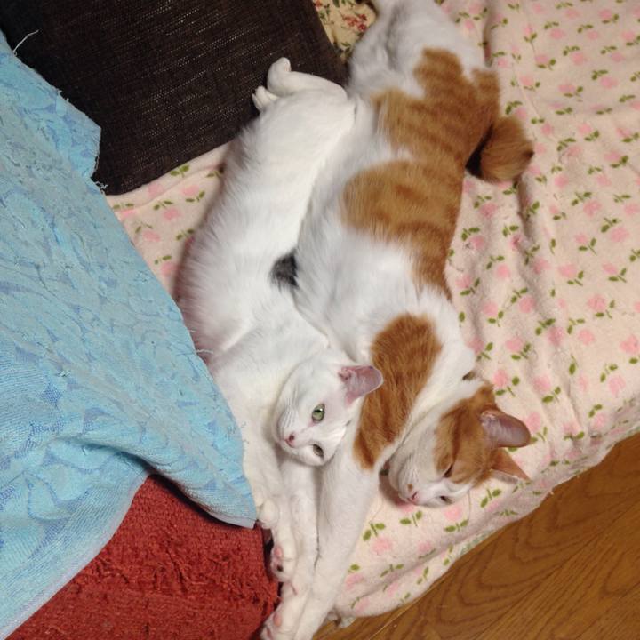 Ec427cb4 2b2f 4552 bb23 b802e80ea4fd 1509710656215