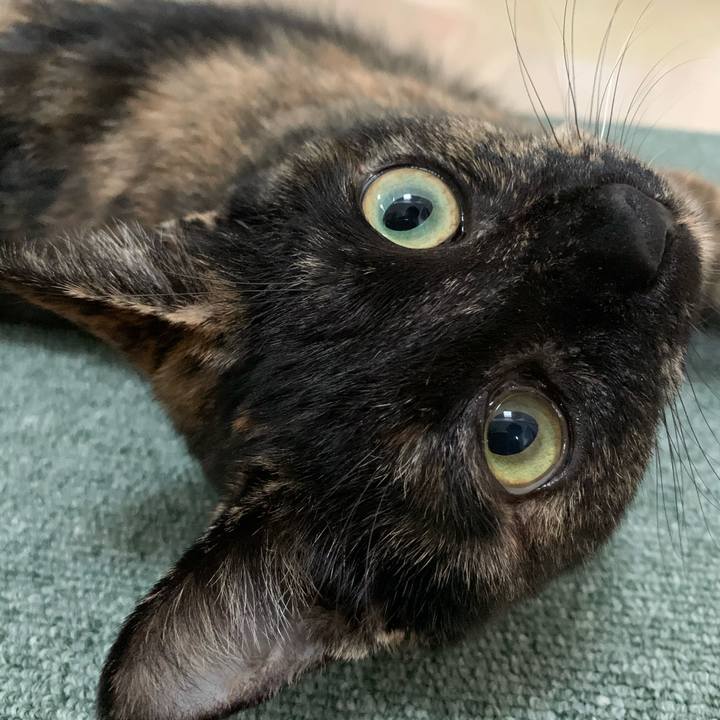 Ec438265 d7f6 46df 919a a8e769dc77bd 1576893573362