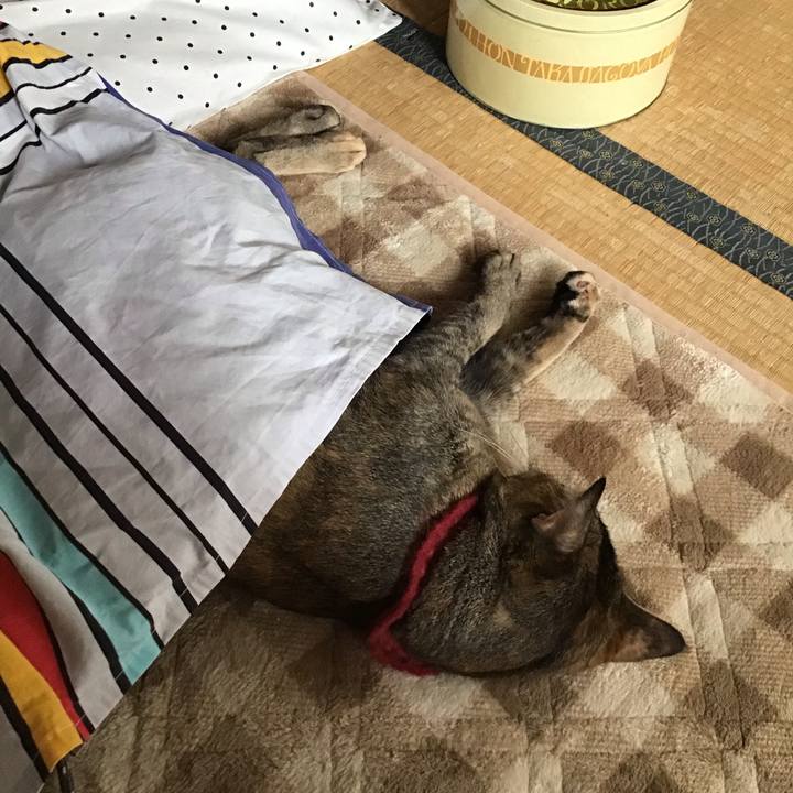 Ec447053 1472 4138 a54d 53823880cb27 1603769035658