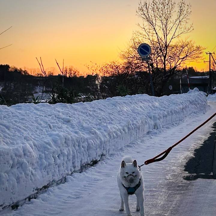 Ec488c4b 2e9d 4ea1 a028 eb677155affb 1737930472763