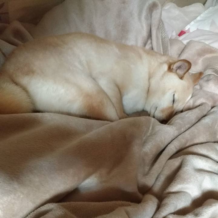 Ec4c866f d7ca 4004 8fb3 e093e69dde03 1554899904691