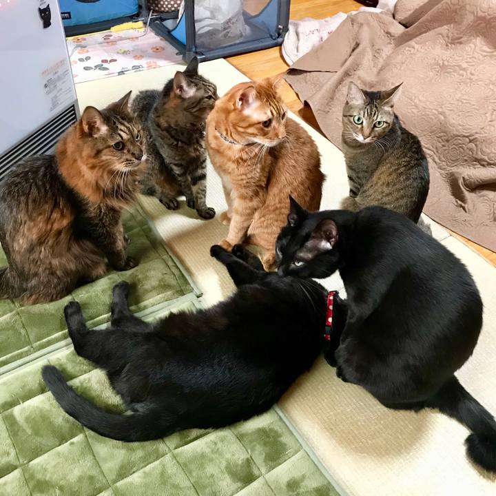 Ec4c98ae 2088 42ad b848 7a5d776f35d4 1512455669266