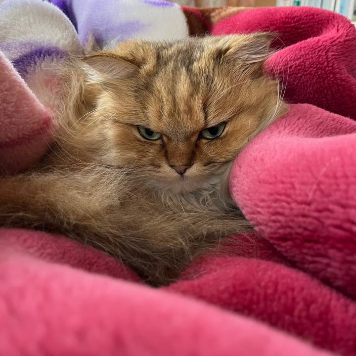 Ec4d5dad 46f9 4977 8c68 e36d2f3294bb 1648978353202