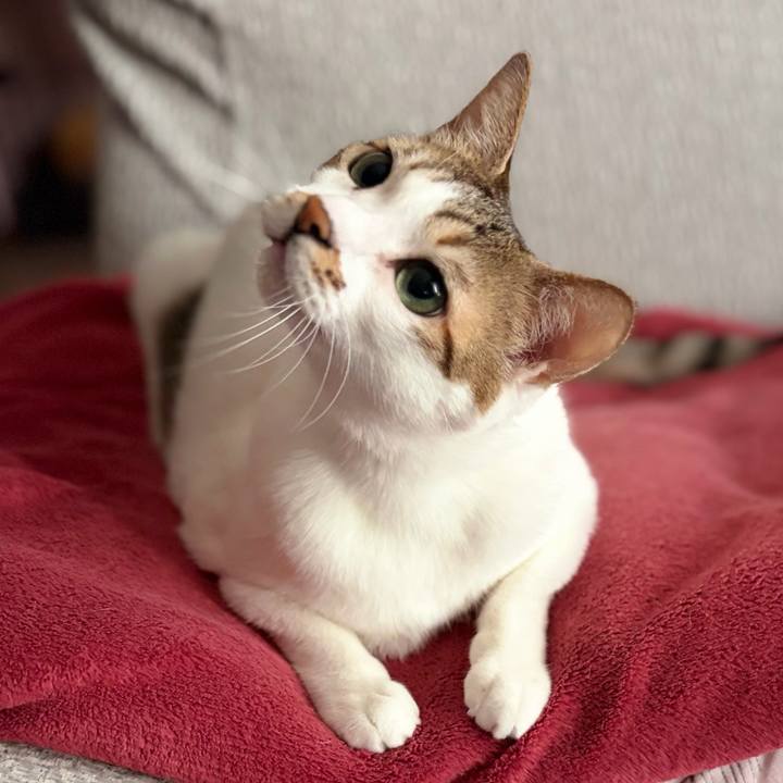 Ec4d6447 5b74 4dc2 9559 47ba85bad2c8 1764462272256