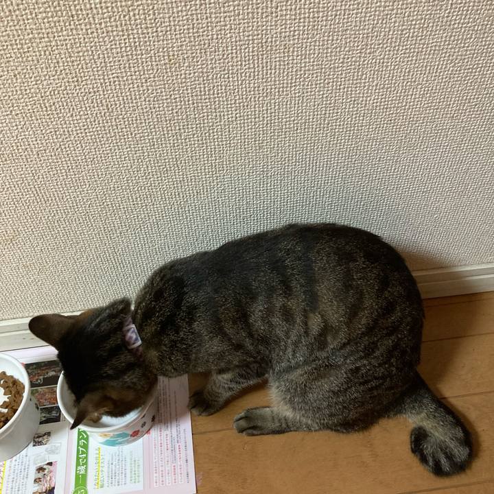 Ec4f72dc 2b0e 4df2 81bb d487d6a5b85b 1626258465627