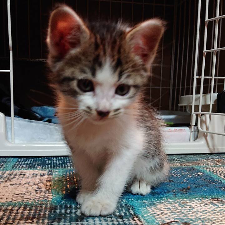 Ec4fa8ac b768 455b b90a 0df7b47799f8 1538556355614