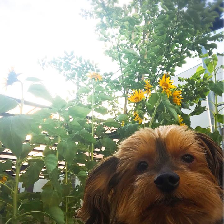 Ec529013 43ff 4801 8a2b 181f6091ec9e 1530262457724