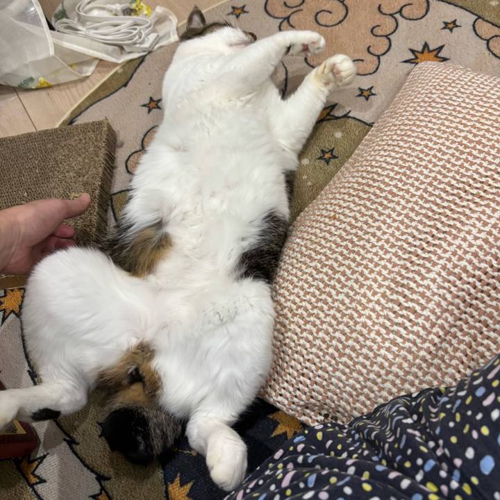 Ec59fca8 1193 4f7d acda c4de7735774d 1762001181974