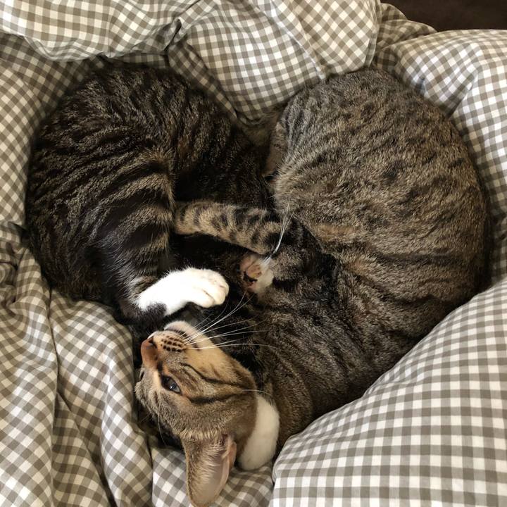 Ec5b9495 bc24 4c6b abb5 29db3e439ac5 1515464865930