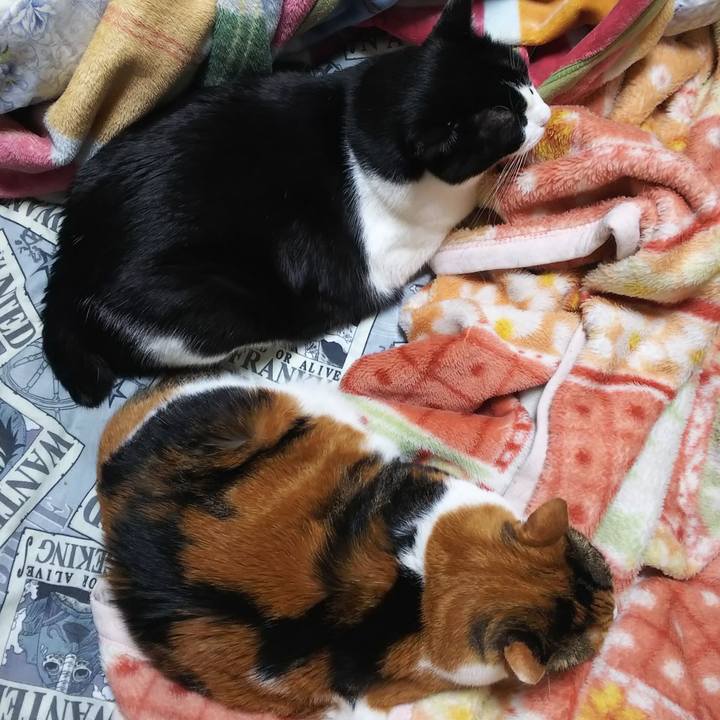 Ec645c93 e0fd 43cb aaaa bec1254e5dd8 1574895790174