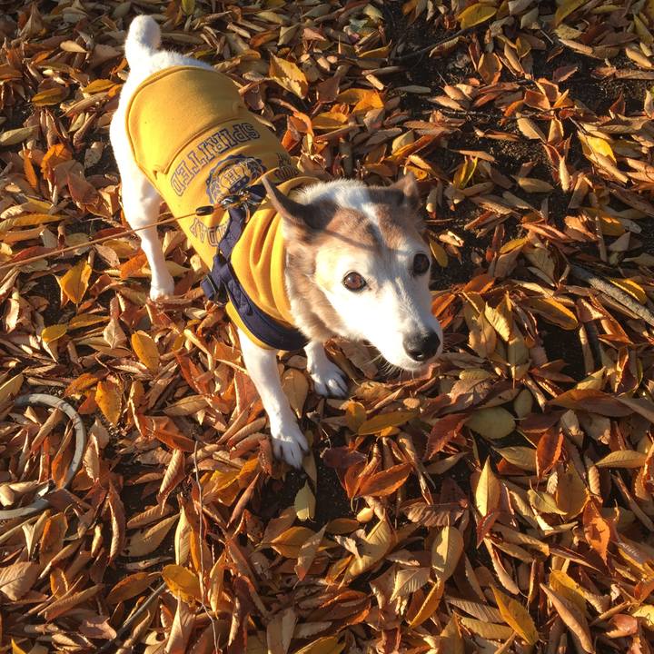 Ec6a8537 a3cf 4f16 8408 054bd270154b 1509925263860