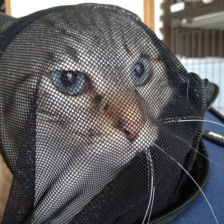 Ec6c17e8 7863 4892 a919 a59fc4f008fc 1612608427865