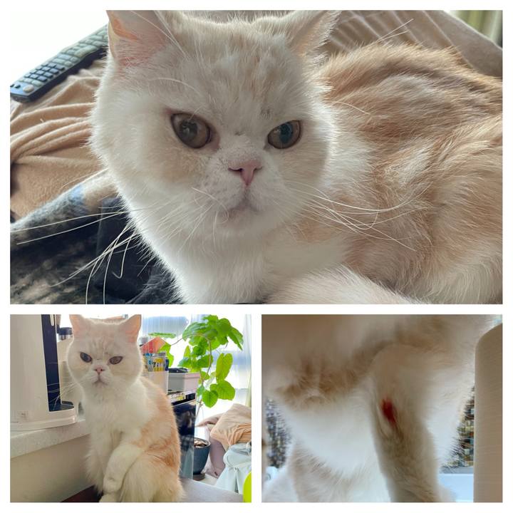 Ec705524 0003 47e0 b43a 370cb4de96d2 1763197191402