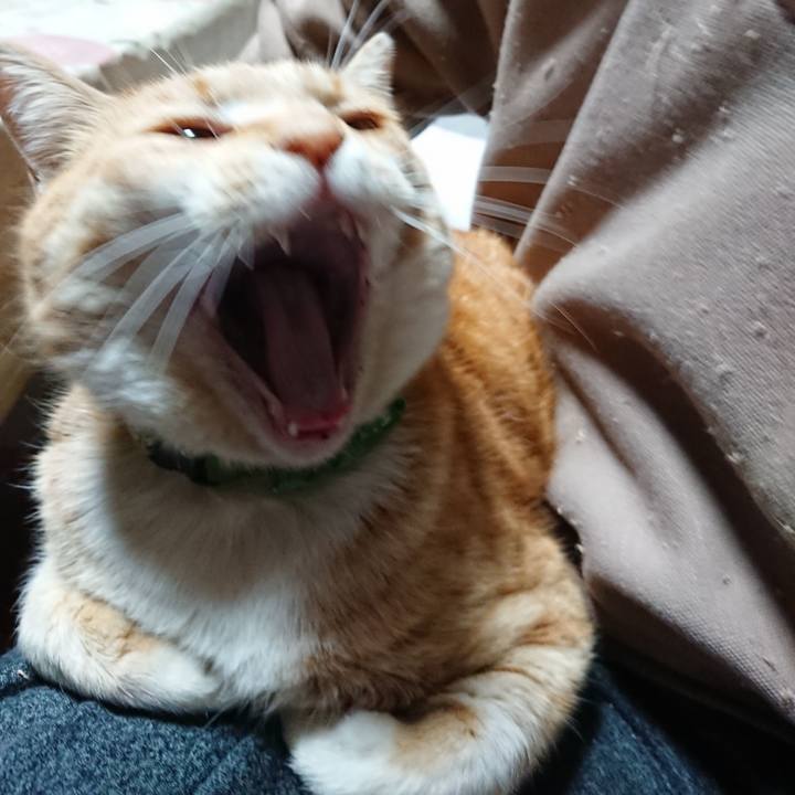 Ec733720 c3f9 42b0 b3d0 d383736b4584 1585079678675