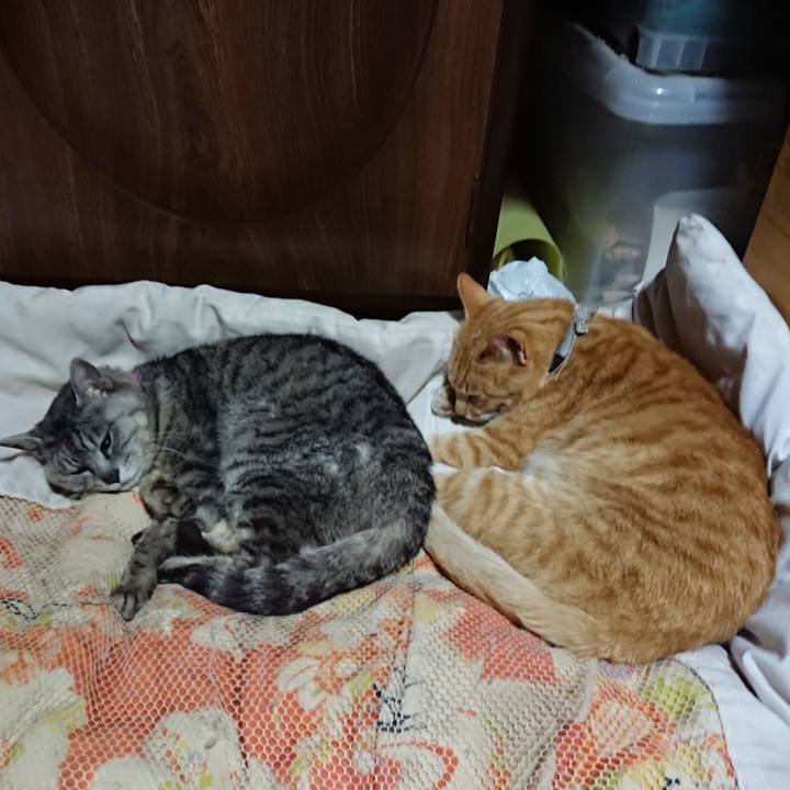 Ec74ce07 5510 486a b90d 91e2e8419129 1591364251028