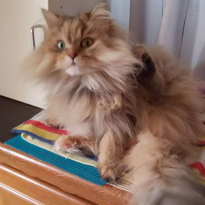 Ec798f5c 5ae2 4c29 83bd 199a3982e5a9 1610769379166