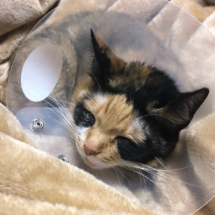 Ec7e91bb ee8d 4c94 8f91 3901d9e05d81 1586005546757