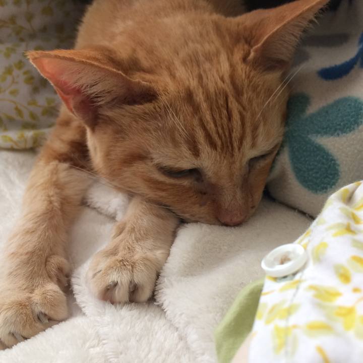 Ec8159ba d0cb 4b3e 819f d642102fde12 1540606497362