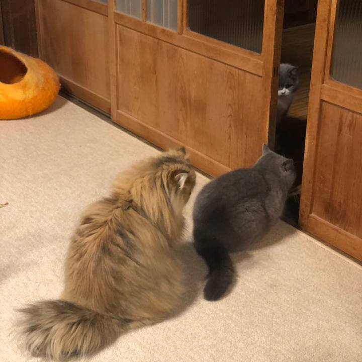 Ec819aff 866c 414f a148 36c629fe0115 1583026581494