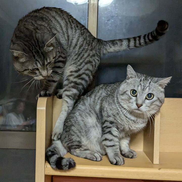 Ec81d432 b0ce 401f b4cd 5333db43a0d3 1730469482721