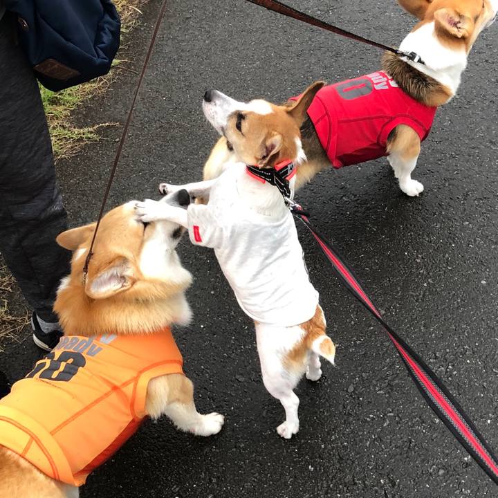 Ec82cd08 bcf1 4a29 83da bb55e1ed3e0e 1566692343733