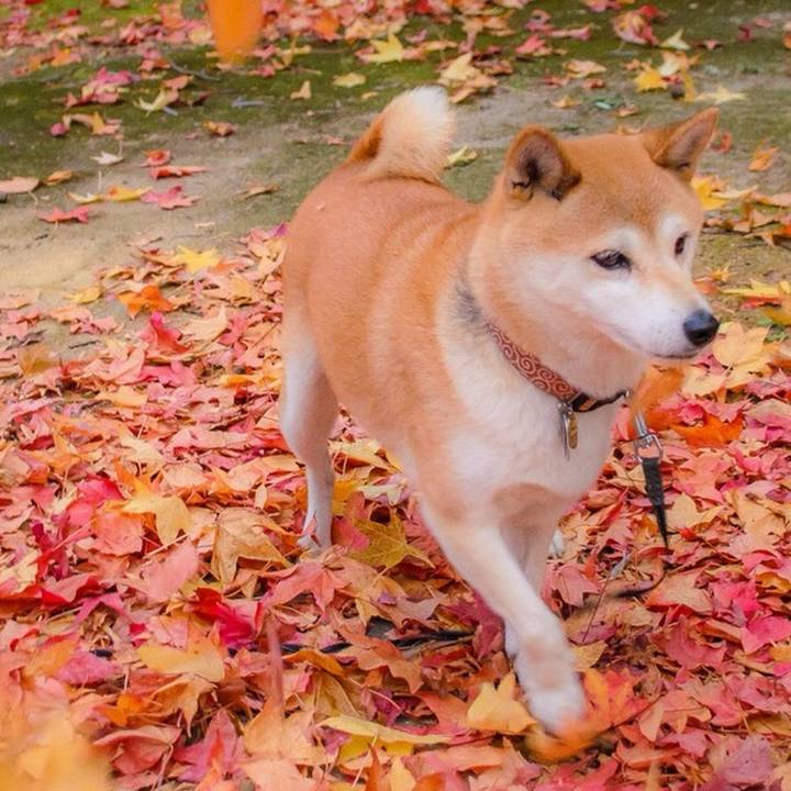 Ec83584e 5d11 4570 b574 9592d09cf7c1 1511916398012