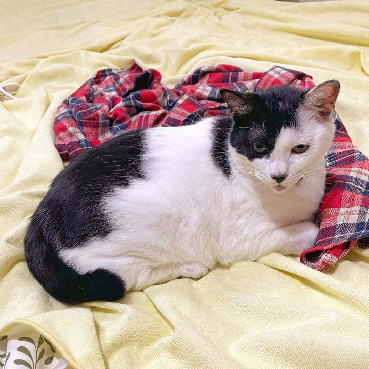 Ec8559bf 2867 40ed b869 da4e1fa2f831 1760395810166