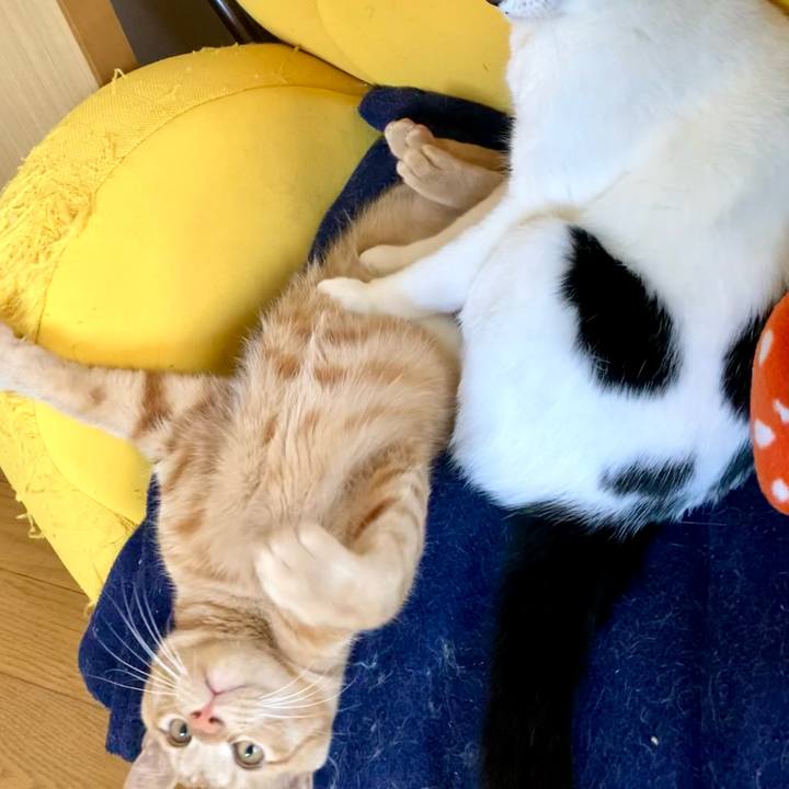 Ec8a4c1c c3f1 4482 8693 e89b20bbb521 1638001957065